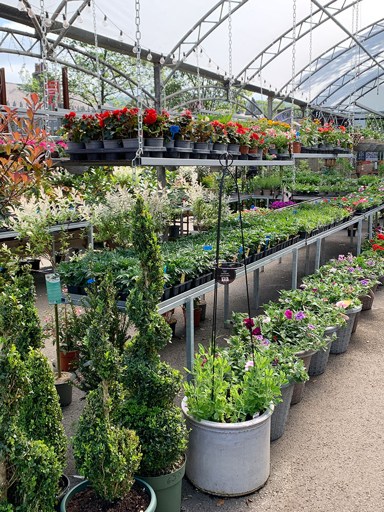 https://uploads.fitzpatrick-fuels.co.uk/articles-content/visit%20us/bedding-plants.jpg