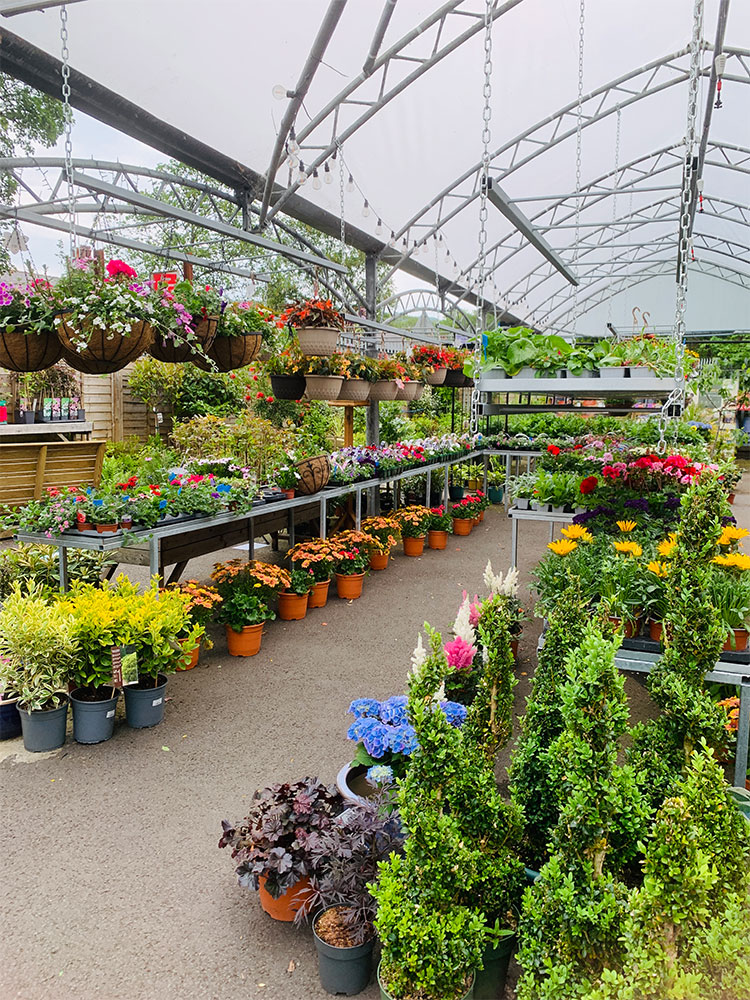 https://uploads.fitzpatrick-fuels.co.uk/articles-content/visit%20us/hanging-baskets.jpg