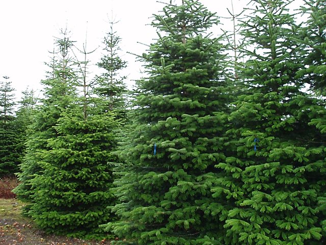 Nordmann Fir Christmas Trees