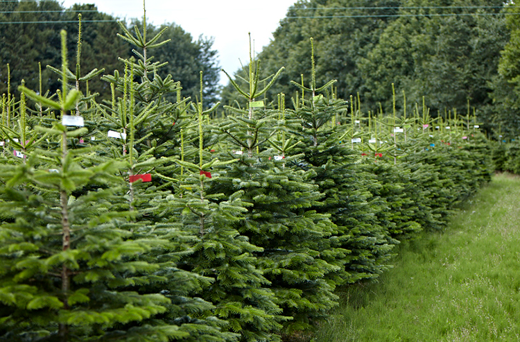 Line Of Christmas Trees Growing